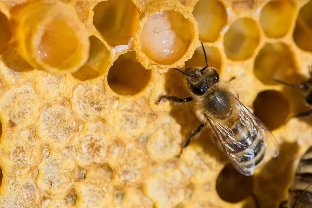 Sữa ong chúa tự nhiên là một nguồn dinh dưỡng bổ ích cho sức khỏe
