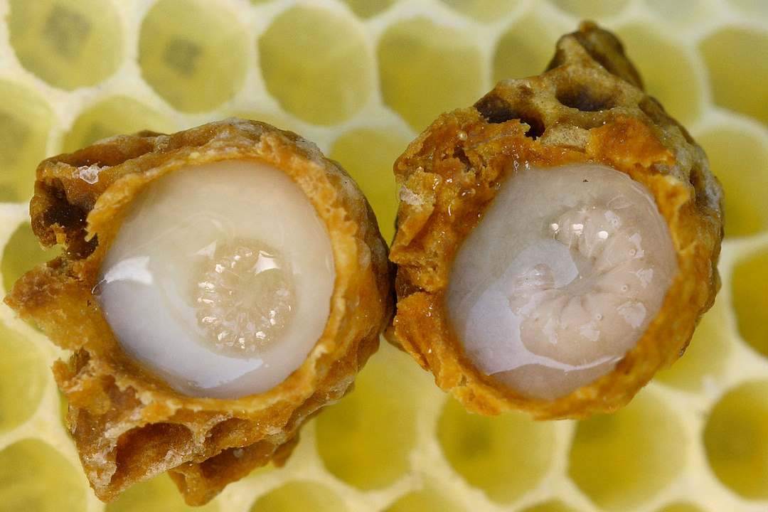 Các loại sữa ong chúa có những đặc điểm riêng biệt?